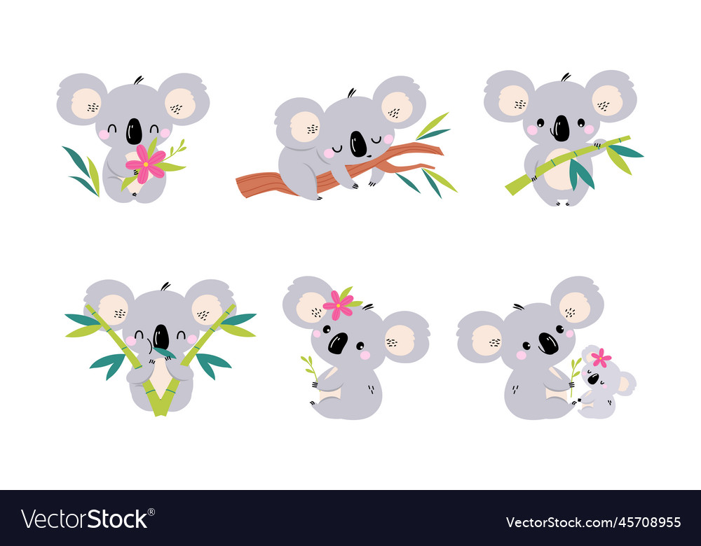 Koala bear as australian animal on eucalyptus Vector Image