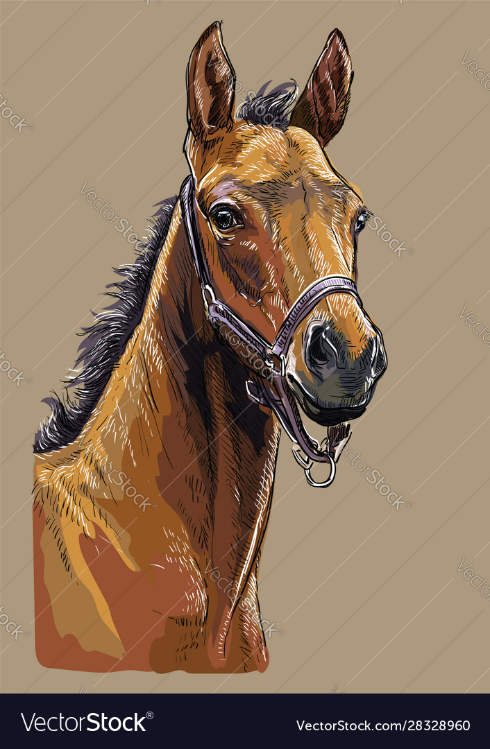 Hand drawing horse portrait 24 Royalty Free Vector Image