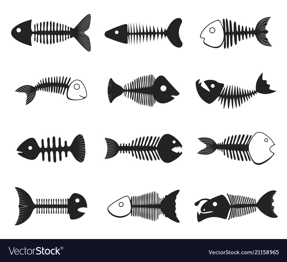 Download Fish skeleton set Royalty Free Vector Image - VectorStock