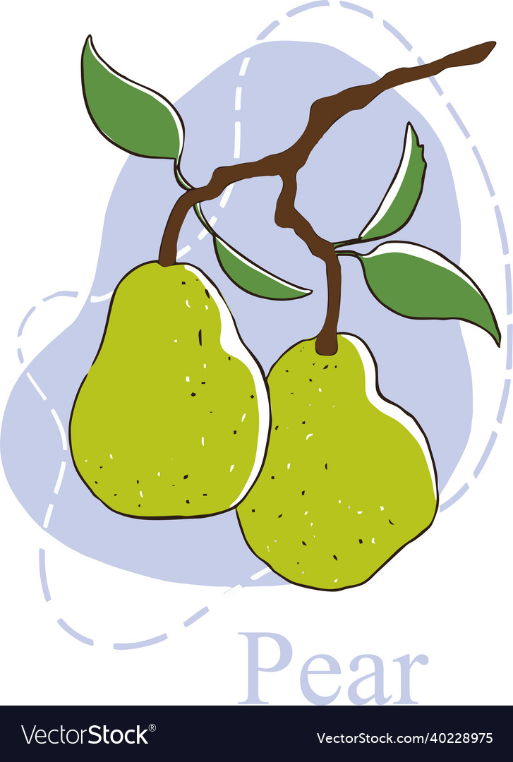 A pear on branch Vector Image A pear on branch