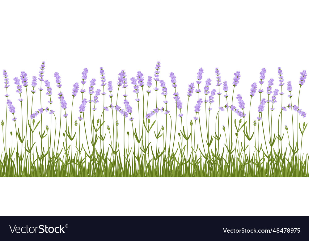 Lavender flowers border pattern herbal