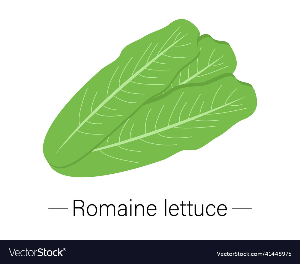 Romaine lettuce Royalty Free Vector Image - VectorStock