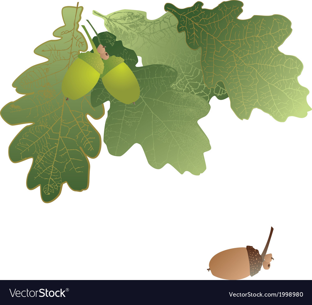 Oak leaves and acorns on transparent background