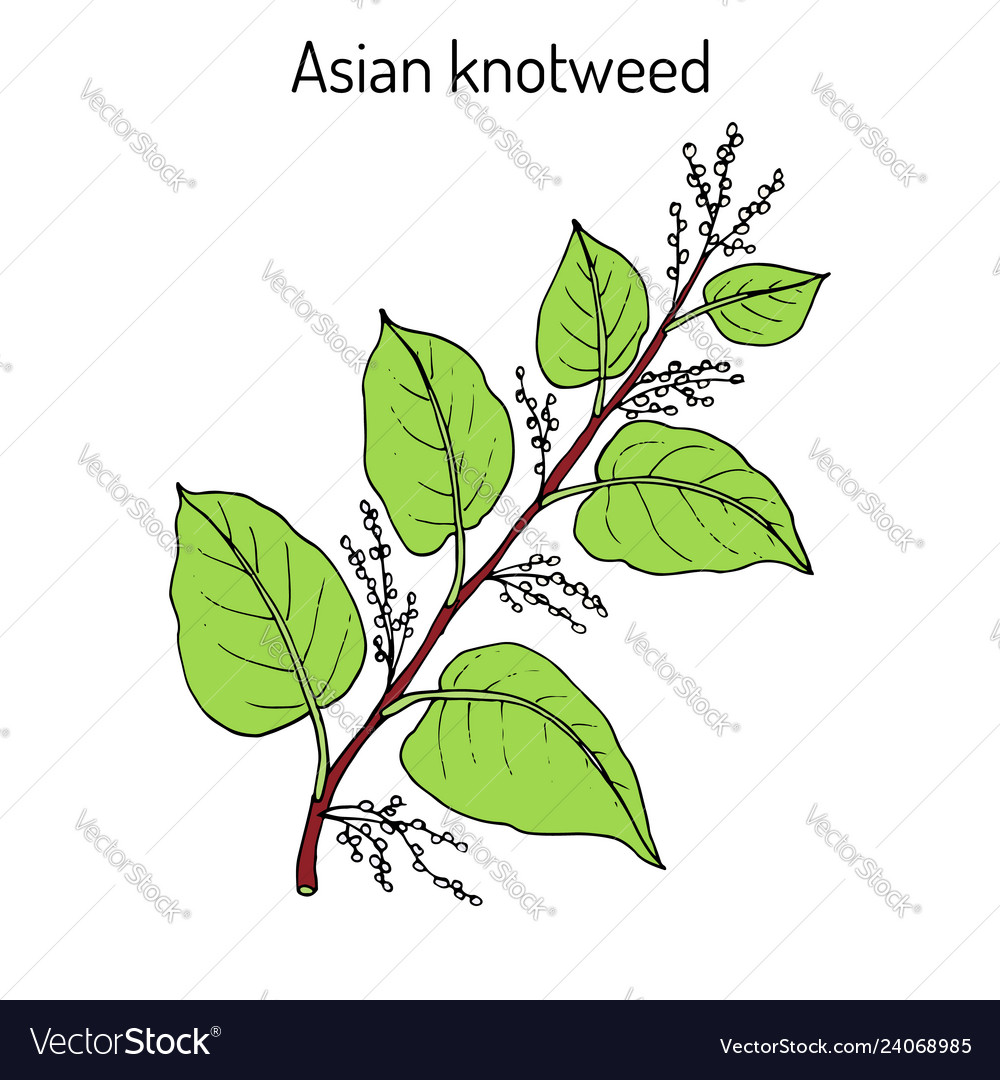 Asianor japanese knotweed fallopia japonica Vector Image