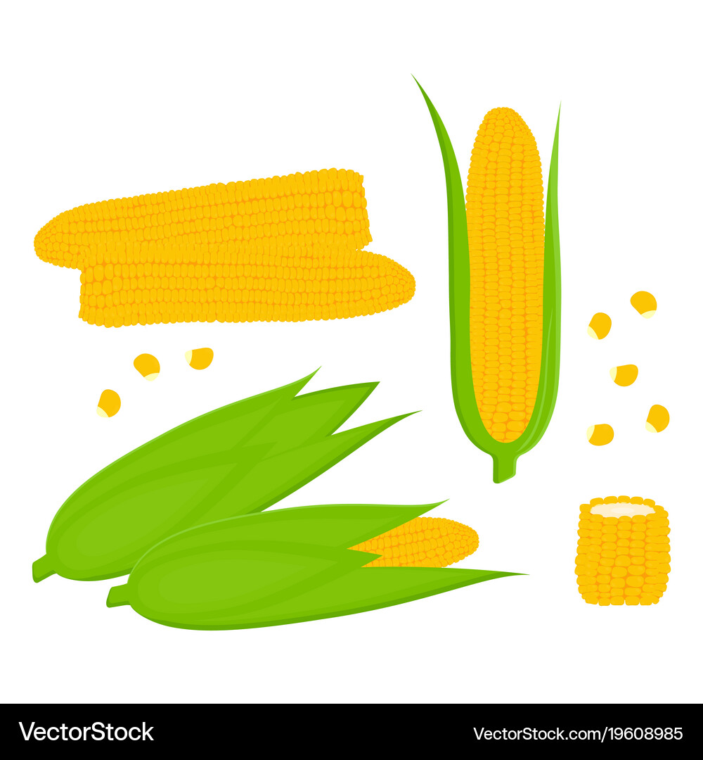 Set with corn on white background Royalty Free Vector Image