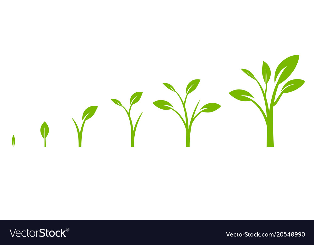 Tree growth diagram with green leaf Royalty Free Vector