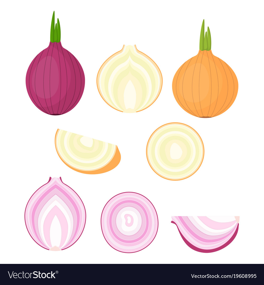 Set with different onions Royalty Free Vector Image