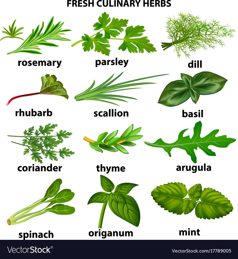 Herbs : Flat Herbs Images Stock Photos Vectors Shutterstock / Wonderful benefits and uses of reetha/indian soapberry (self.herbs).