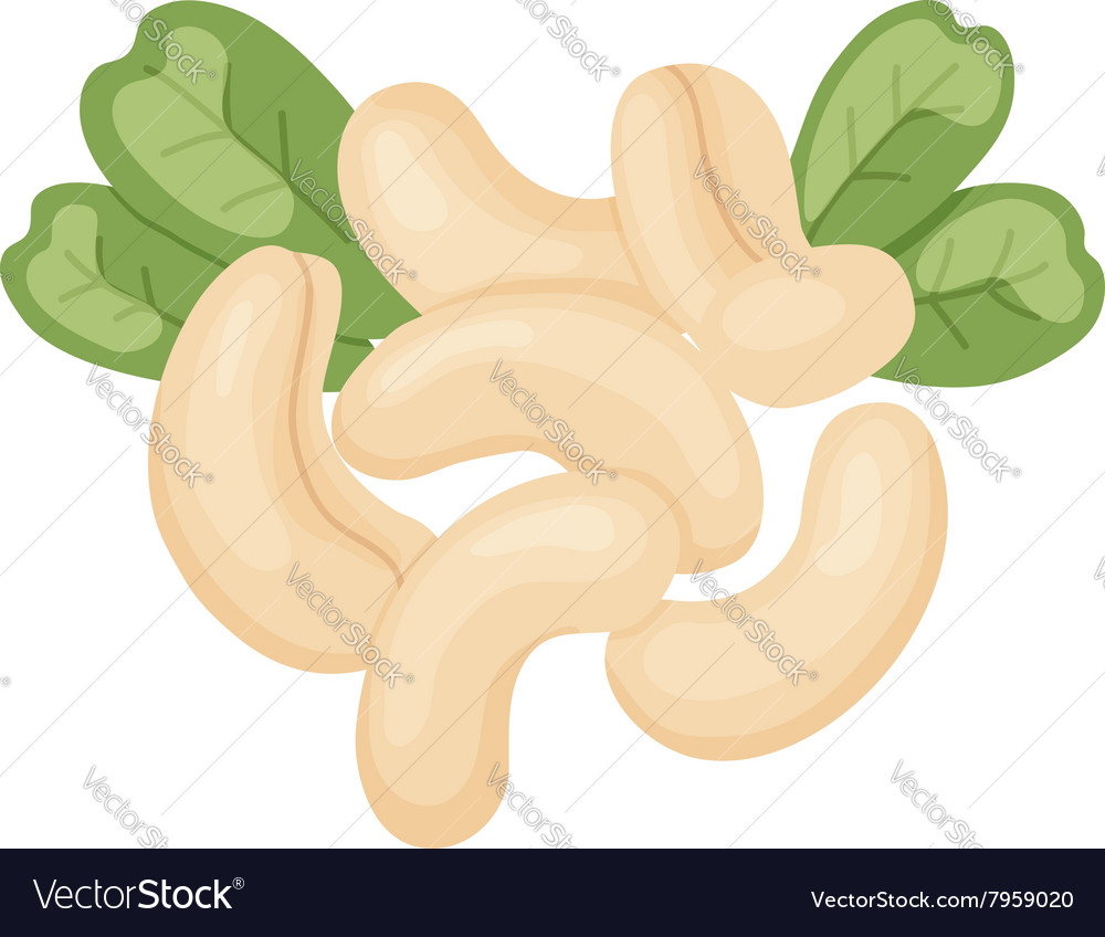 Cashew Royalty Free Vector Image Vectorstock