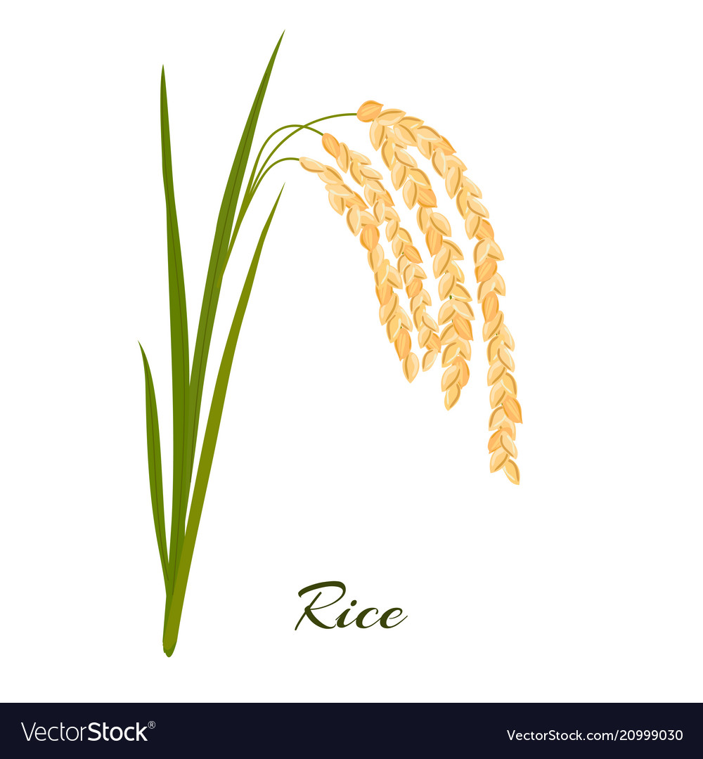 Rice leaves spikelets and seeds on a white Vector Image