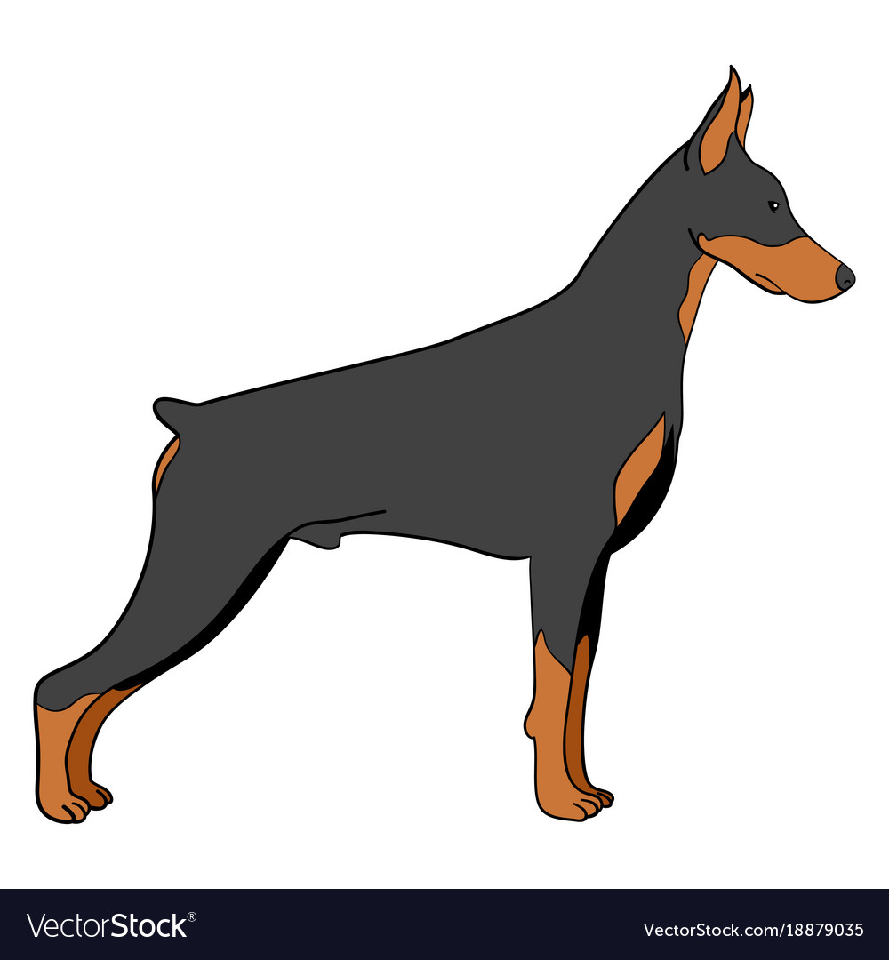 Doberman animated