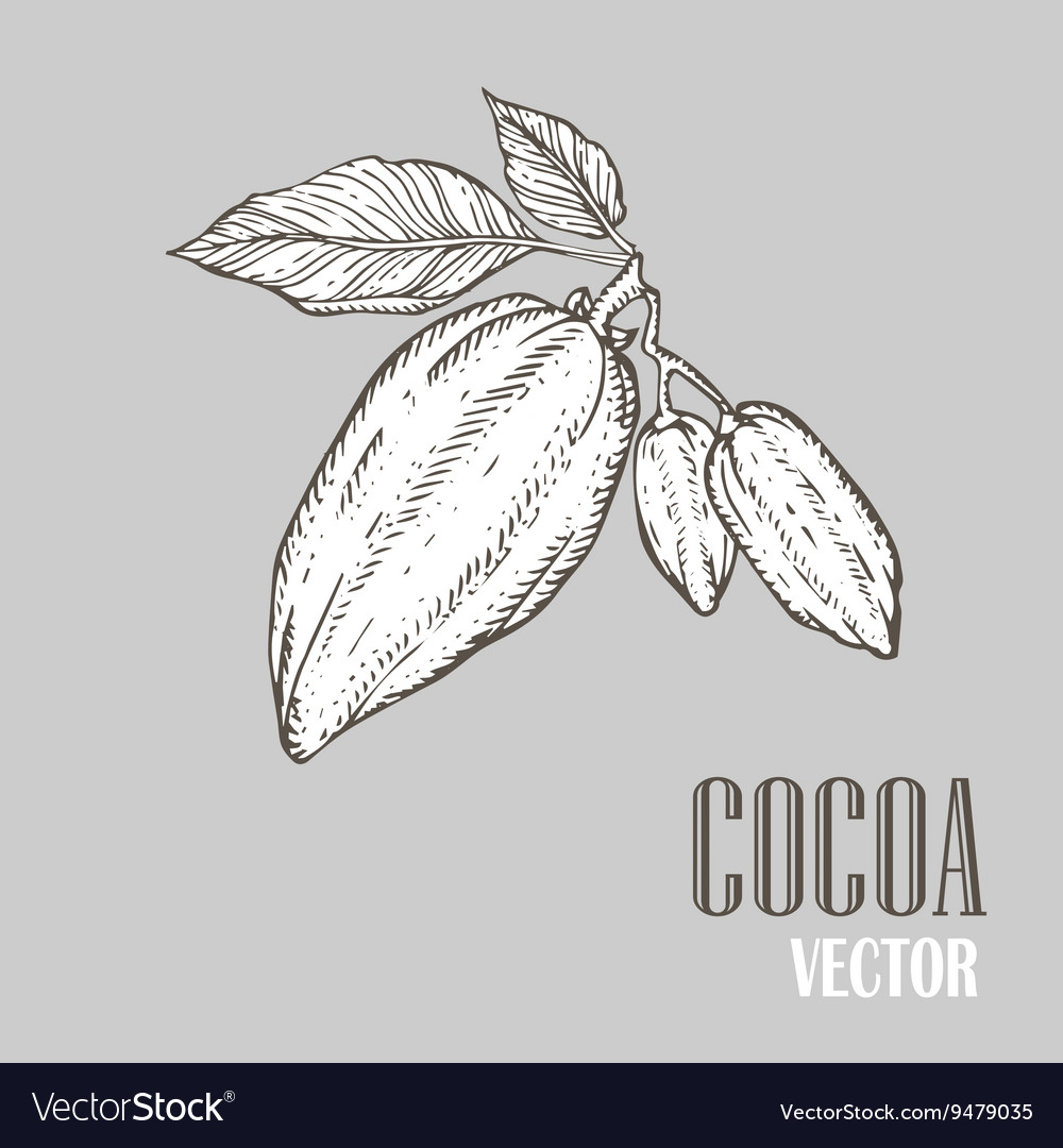 Cocoa
