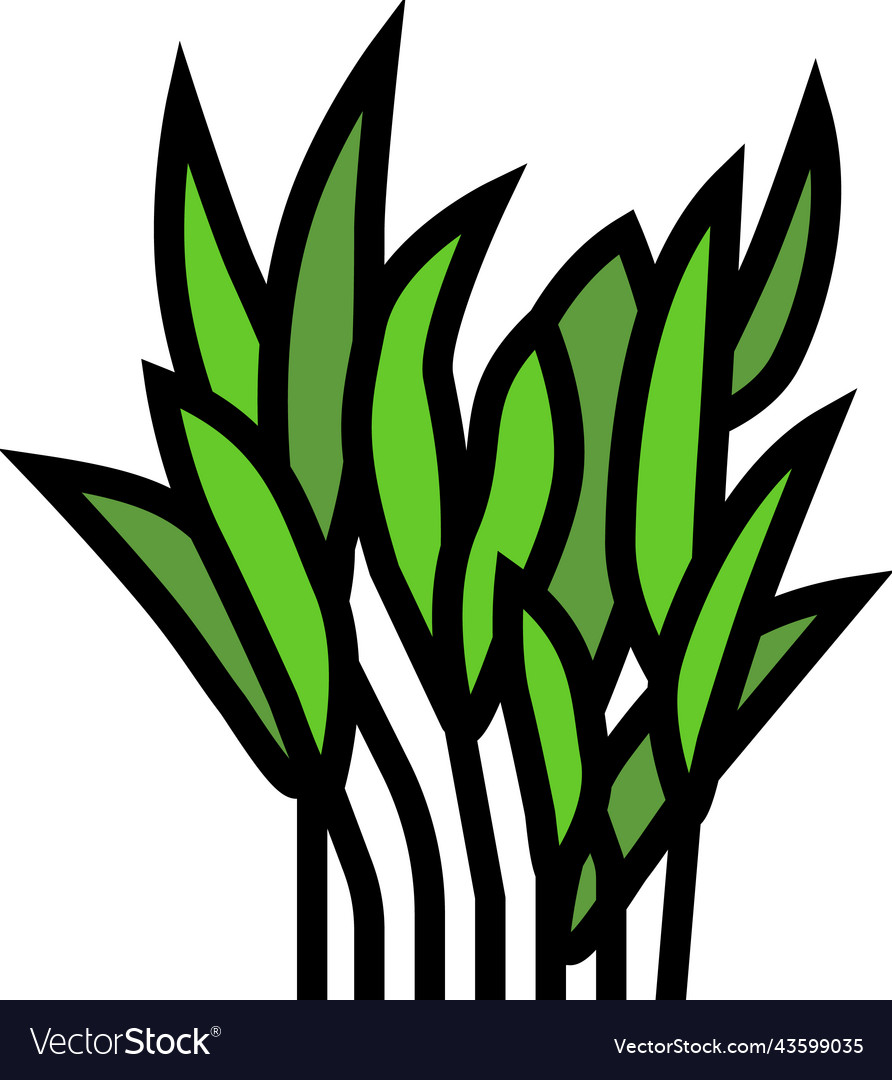 Java fern color icon