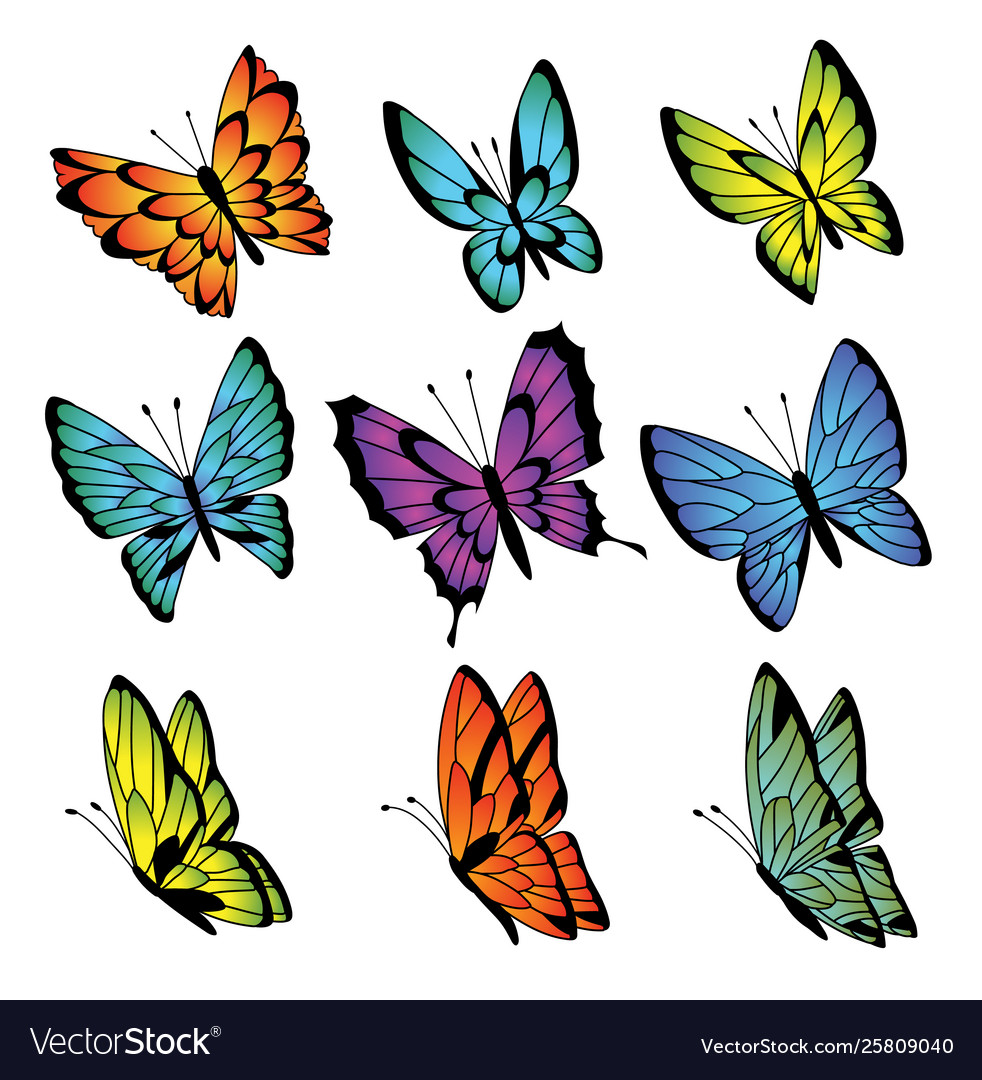 Colorful Butterfly Collection