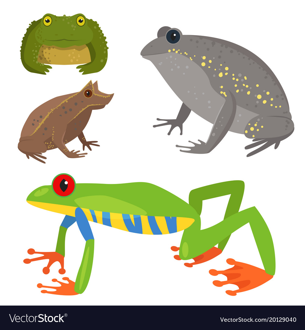 Frog cartoon tropical wildlife animal green