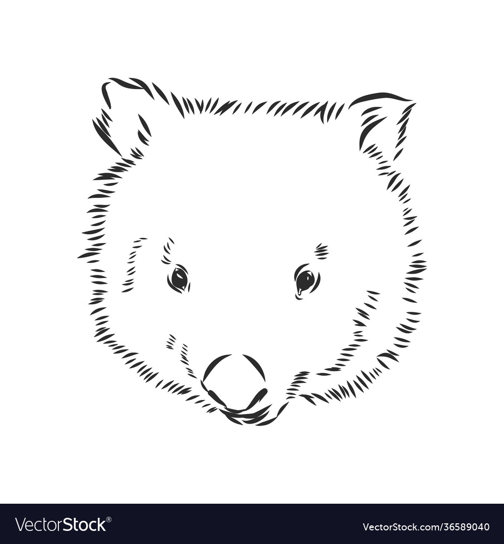 With wombat sketch isolated on white background