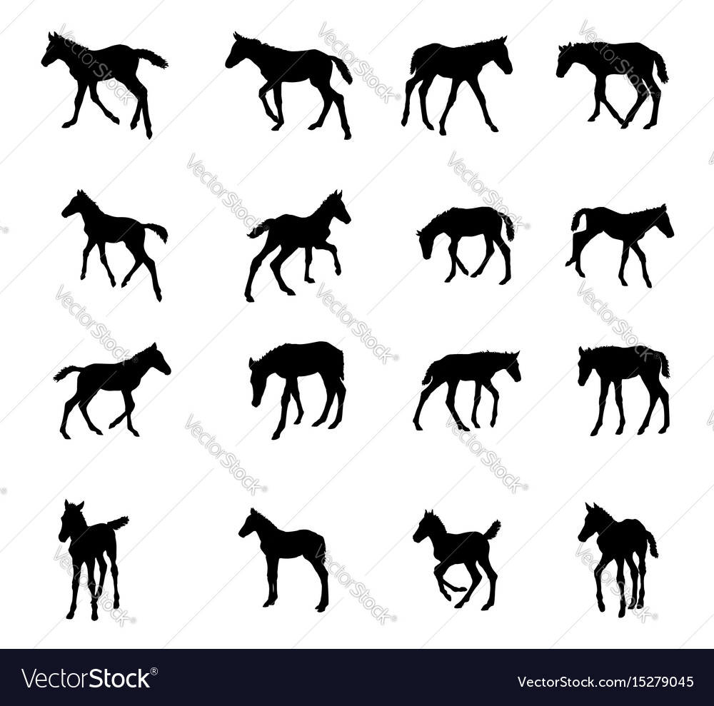 Foal Silhouettes - Horses