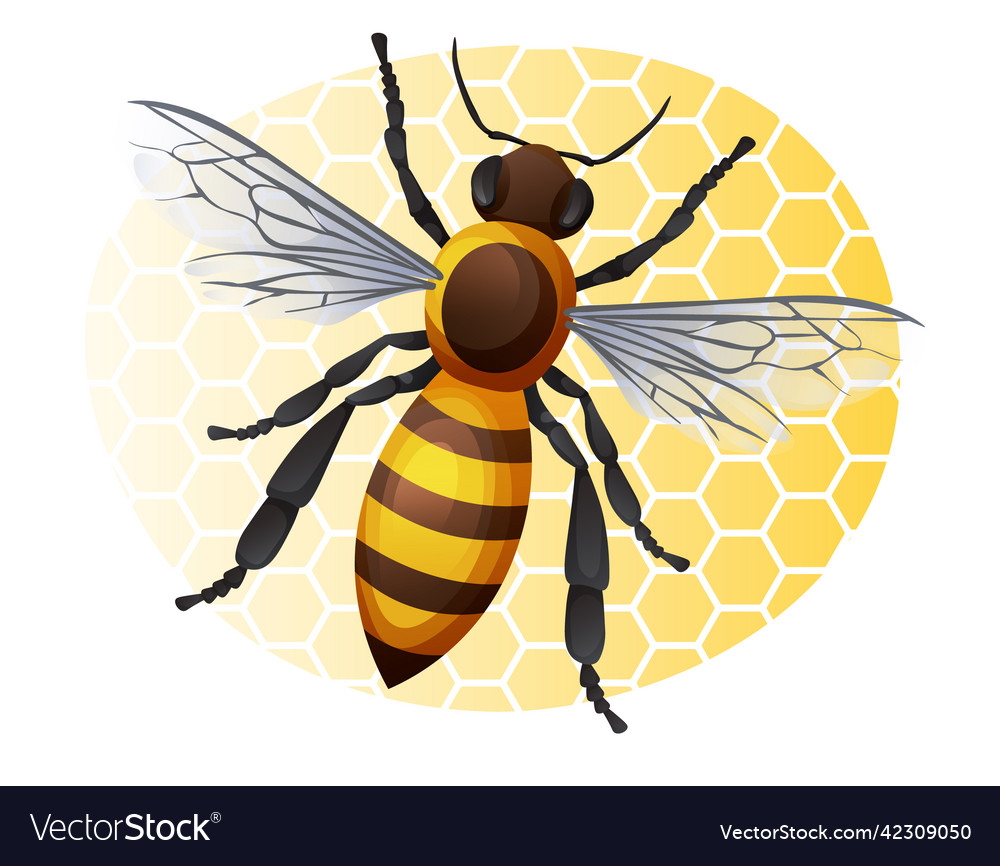 Honey bee on a yellow background striped insect Vector Image