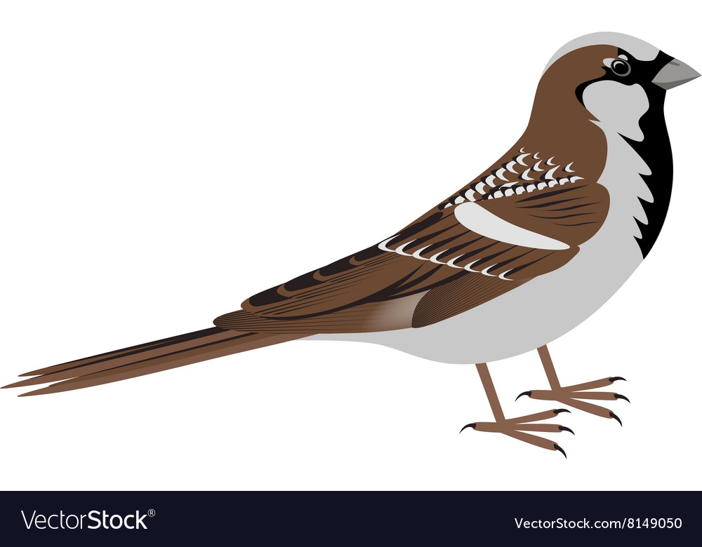 Realistic Sparrow Bird Royalty Free Vector Image