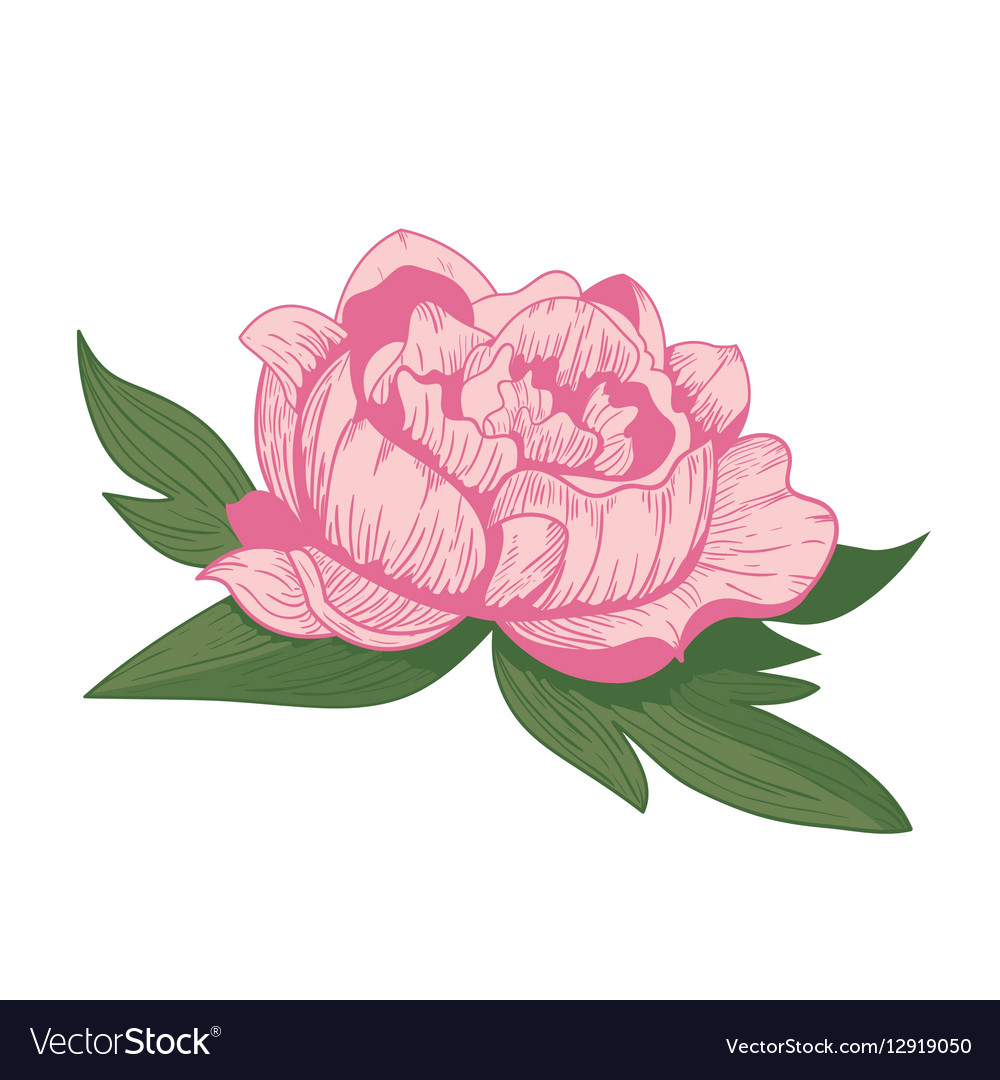 Vintage peony flower Royalty Free Vector Image