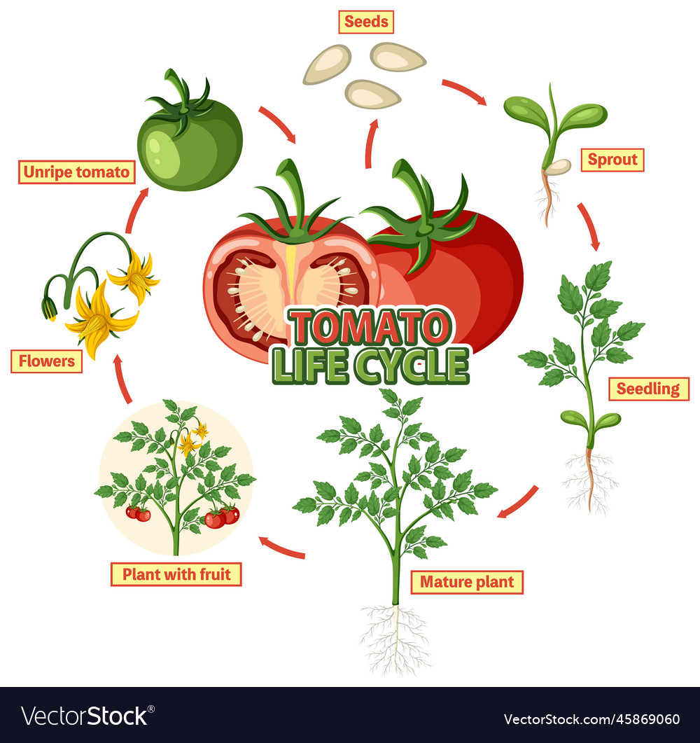 life-cycle-of-a-tomato-plant-worksheet