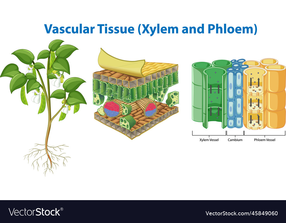 Phloem Plant