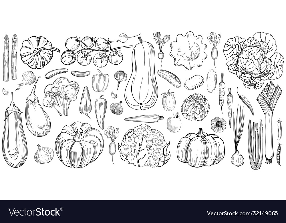 Hand drawn vegetables on white background sketch