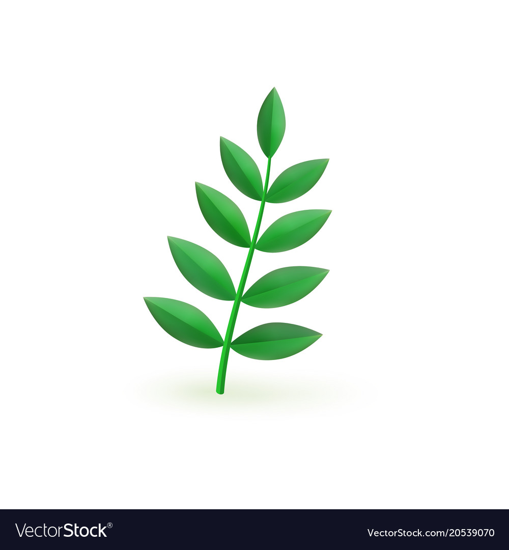 Fresh green plant leaf branch isolated on white