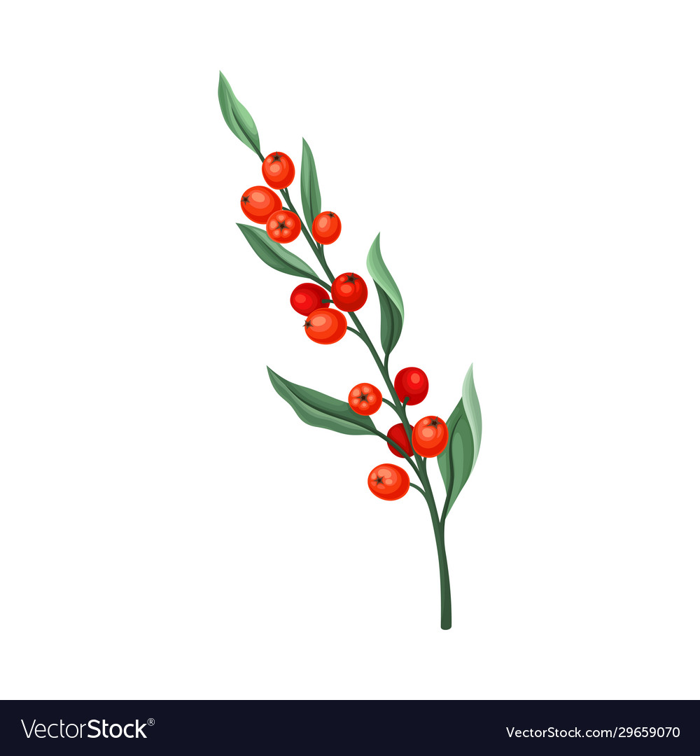 Orange berry twig with green leaves isolated Vector Image