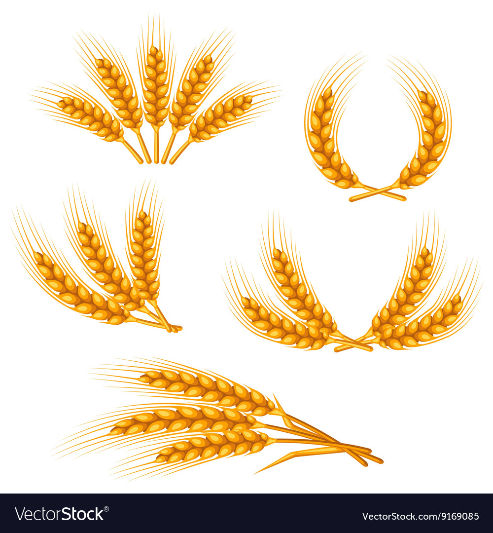 Design elements with wheat agricultural image