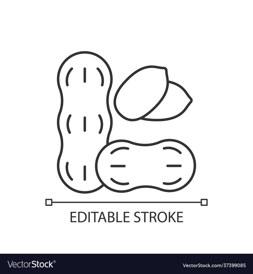 Peanut linear icon vector image Peanut linear icon