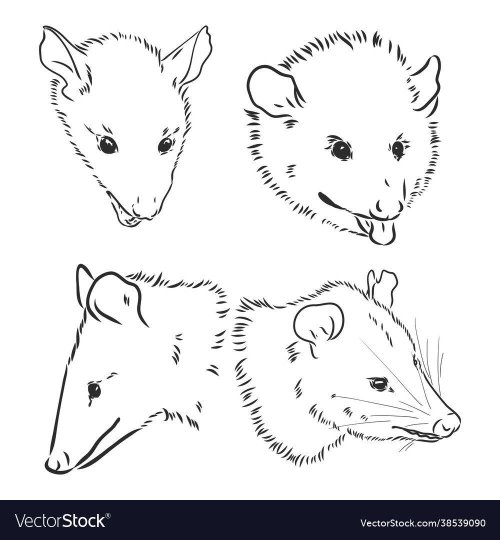 Sketch possum muzzle