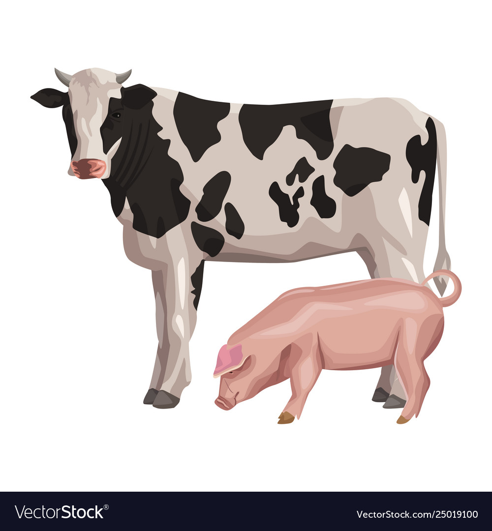 Cow with pig