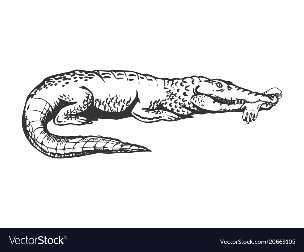 Alligator with hand engraving Royalty Free Vector Image