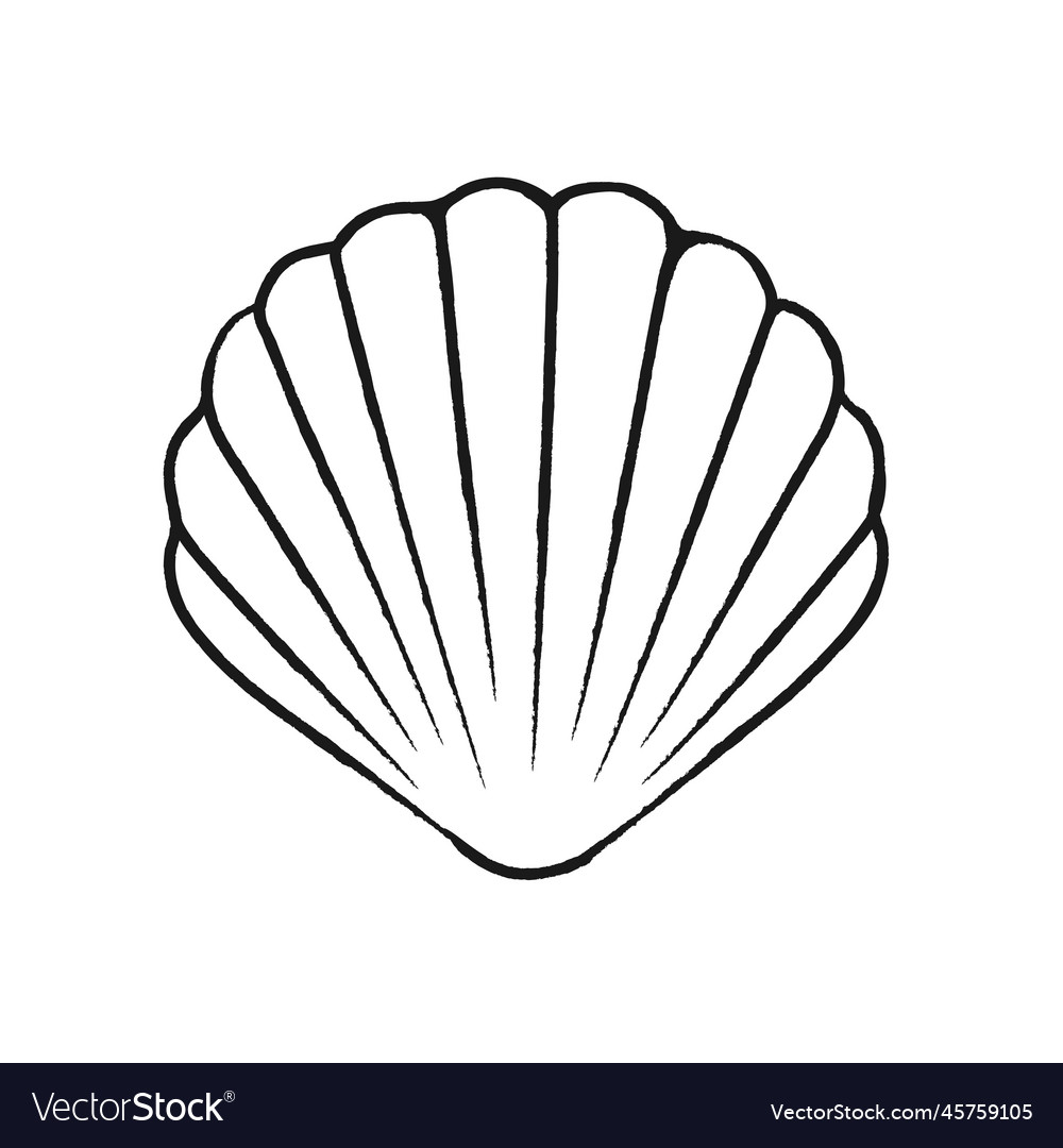 Boho Seashell Sketch