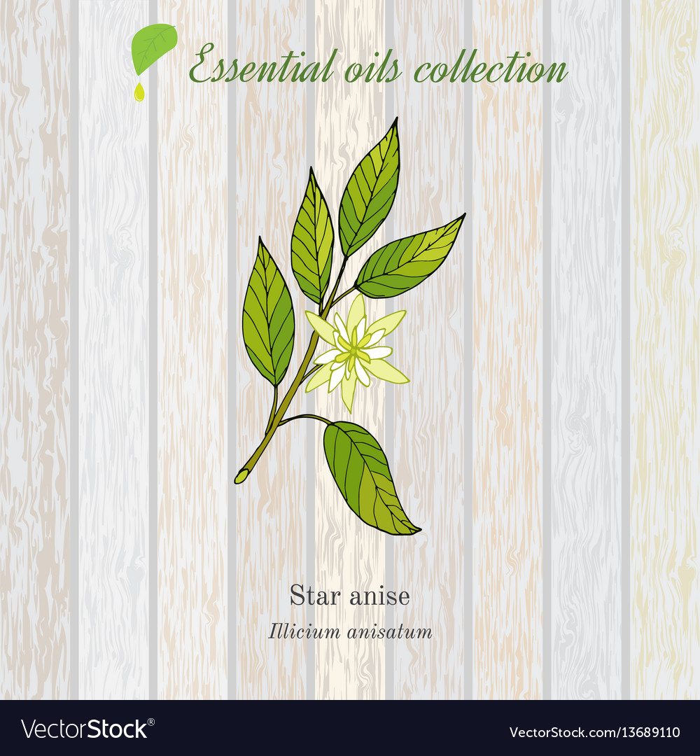 pdf info about anise