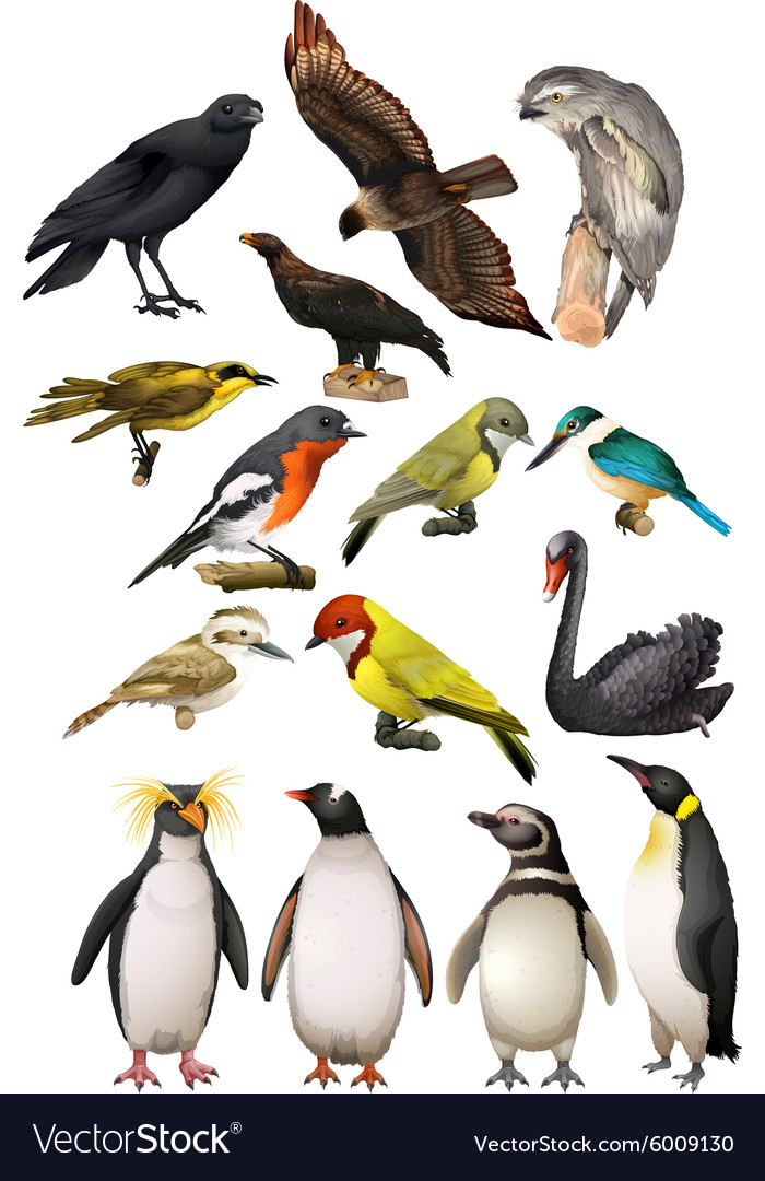 All types clearance of bird