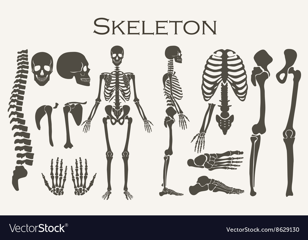 Human Bones Skeleton Silhouette Collection Set Vector Image Human Bones Skeleton Silhouette Collection Set Vector Image