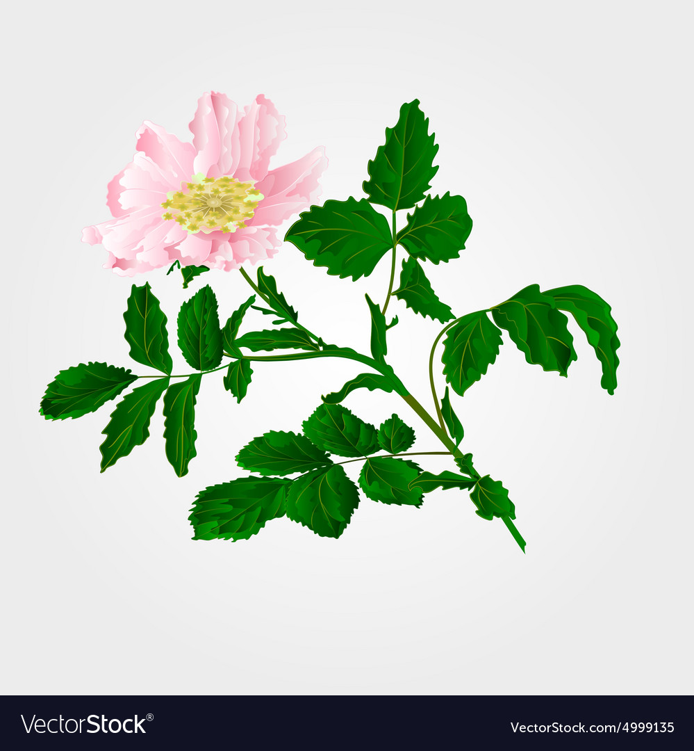 Flower eglantine twig with leaves and Royalty Free Vector