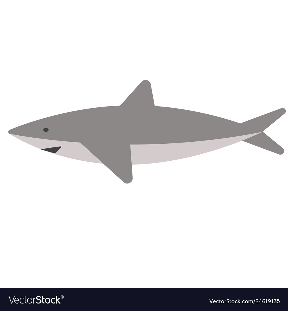 Shark flat on white