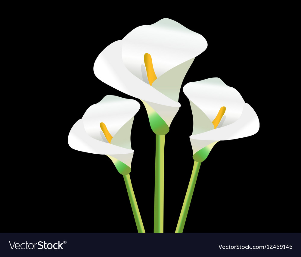 Download White Calla Lily flowers Royalty Free Vector Image