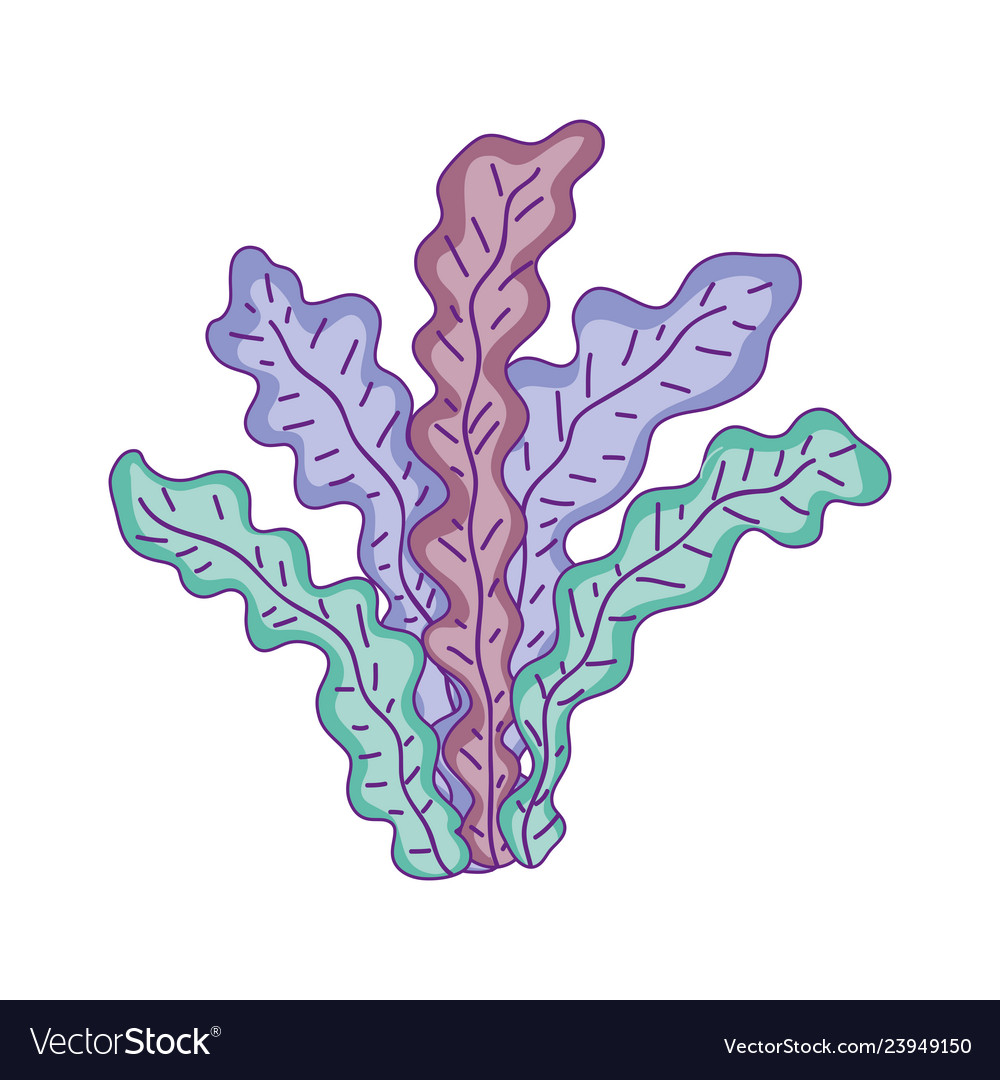 Algae seaweed nature icon Royalty Free Vector Image