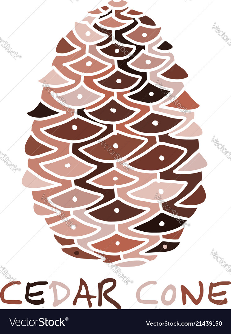 Cedar cone sketch for your design vector image Cedar cone sketch for your design