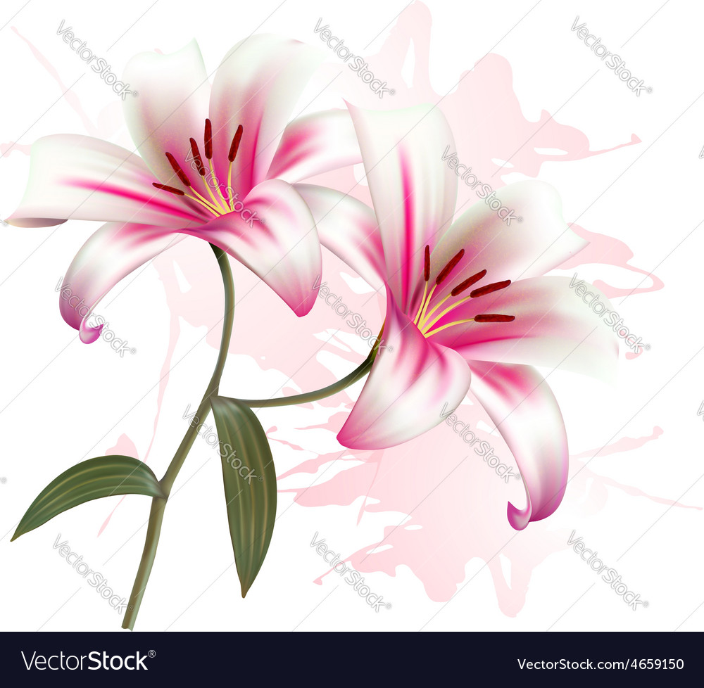 beautiful lily flowers