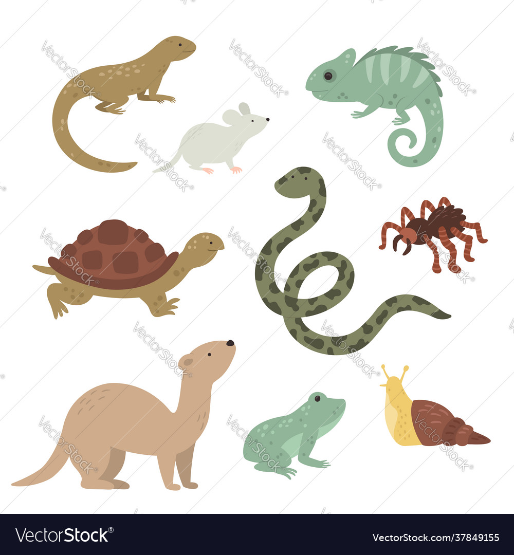 Exotic pets collection on white background Vector Image