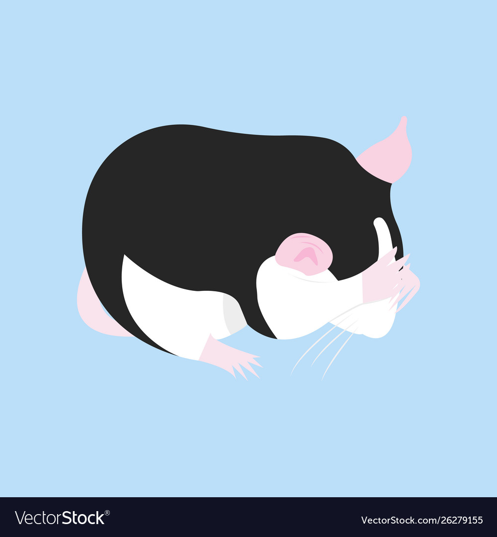 Pet rat decorative domestic cute