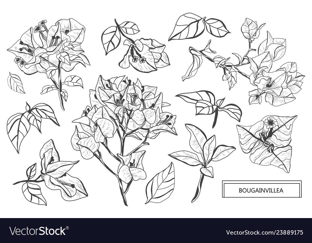 Hand drawn floral decorations Royalty Free Vector Image