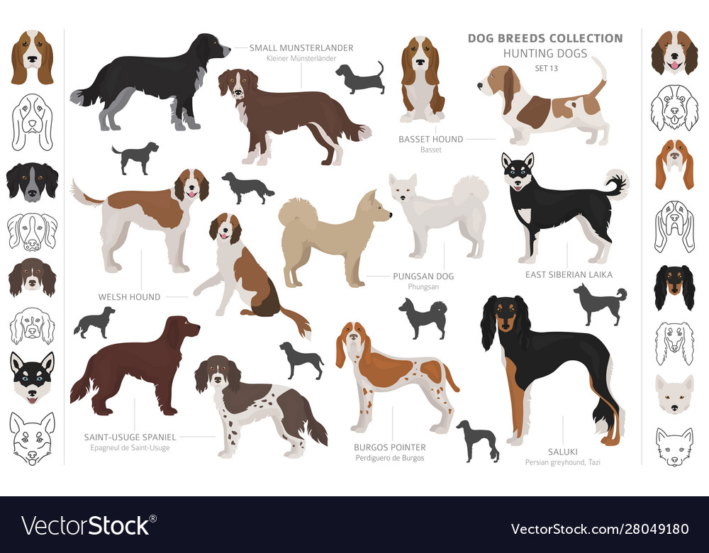 Hunting dogs collection isolated on white clipart Vector Image