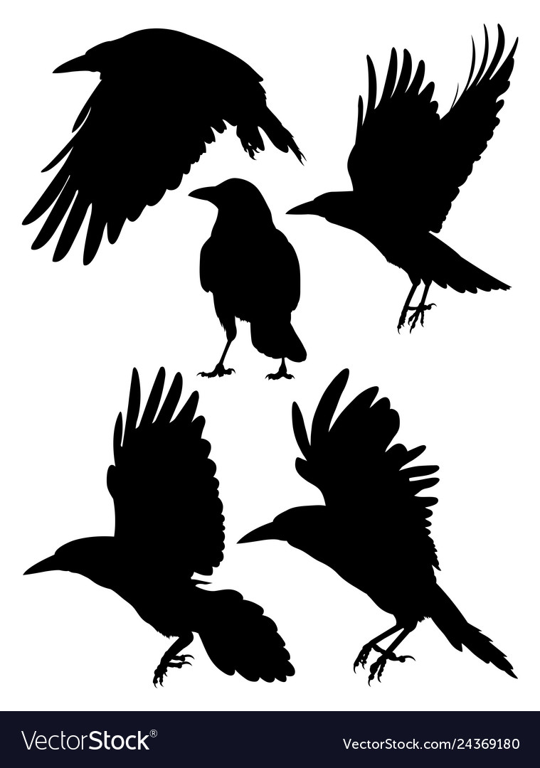 Rook crow raven birds silhouette Royalty Free Vector Image