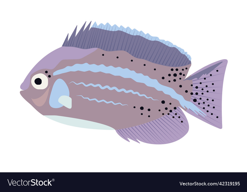 Colorful angelfish vector image Colorful angelfish